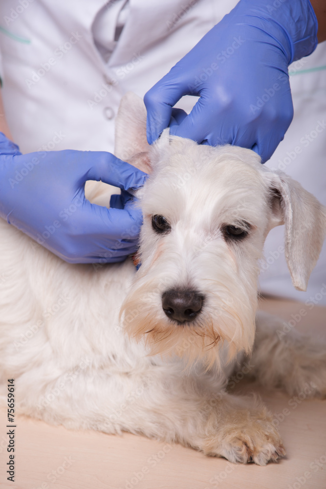 Female veterinarian examines little dog teeth and ears Female veterinarian examines little dog teeth and ears