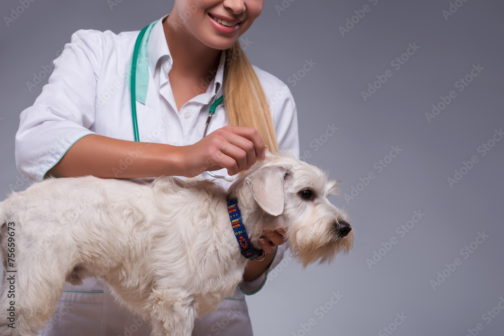 Female veterinarian examines little dog Female veterinarian examines little dog