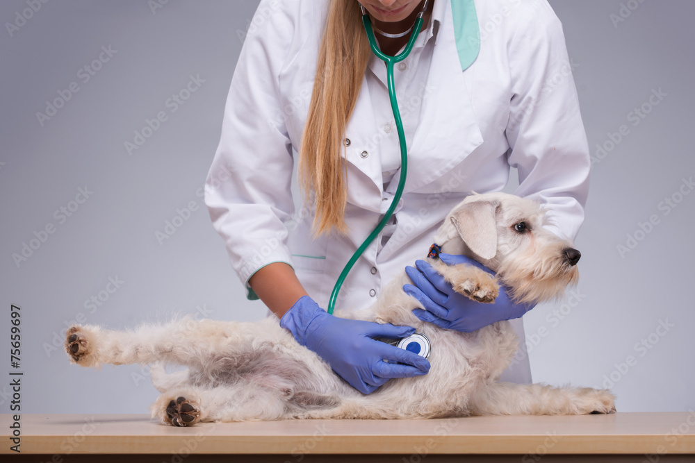 Female veterinarian examines little dog with stethoscope Female veterinarian examines little dog with stethoscope