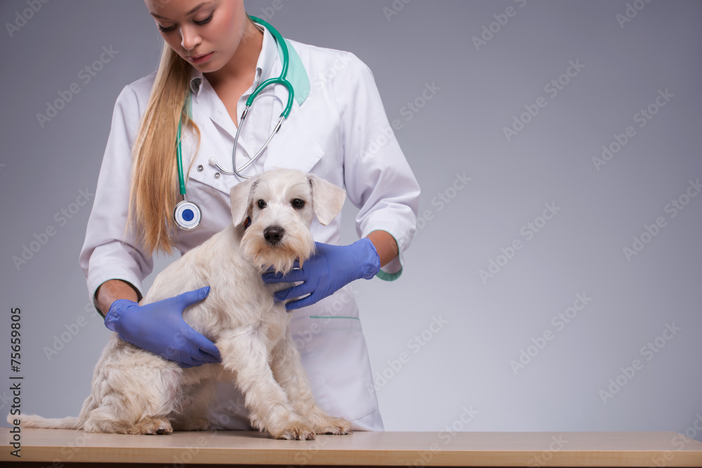 Obraz premium Female veterinarian examines little dog with stethoscope