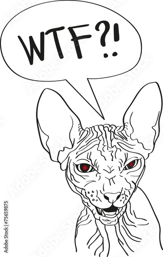 Angry cat sphinx