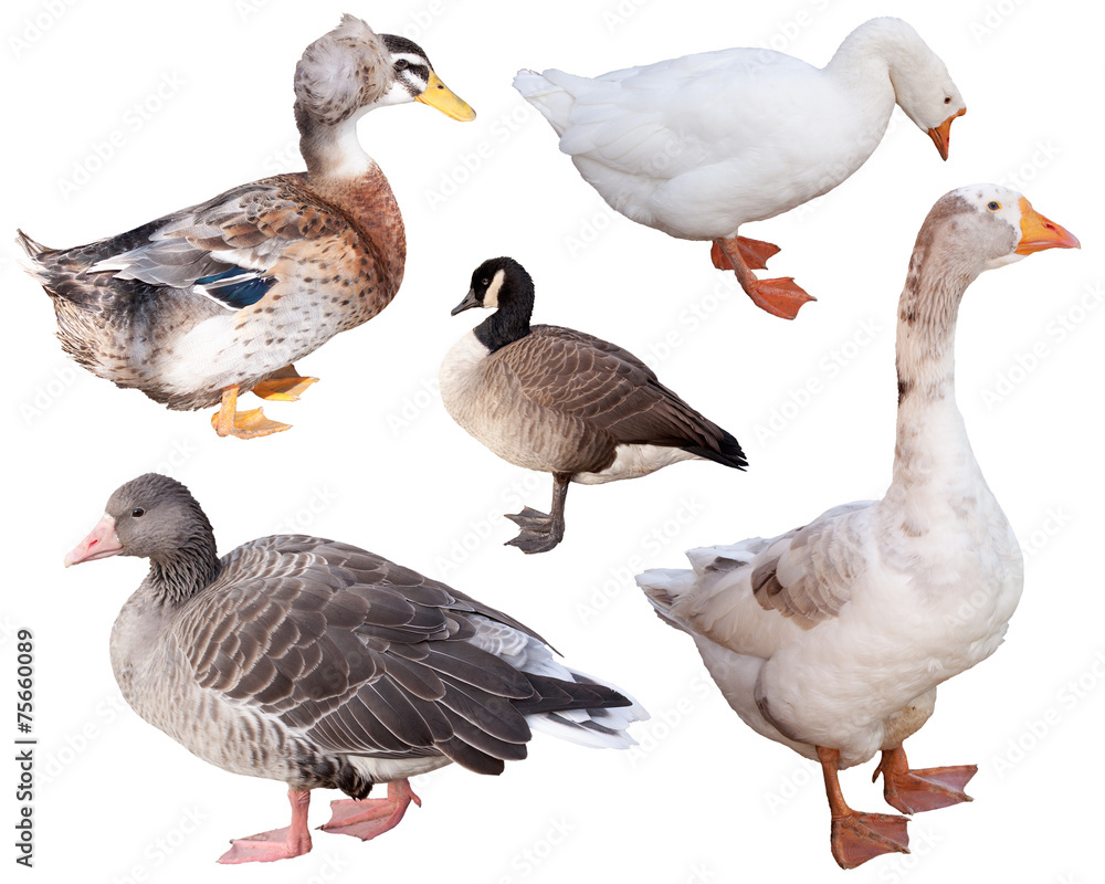 duck and goose duck and goose