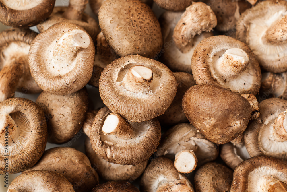 Fresh mushroom Fresh mushroom