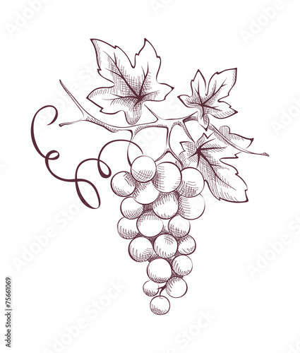 Image of grapes - engraving
