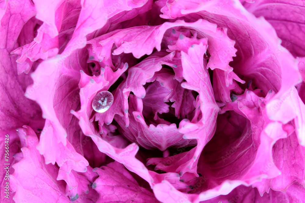 Detail of a pink ornamental cabbage with dew Detail of a pink ornamental cabbage with dew