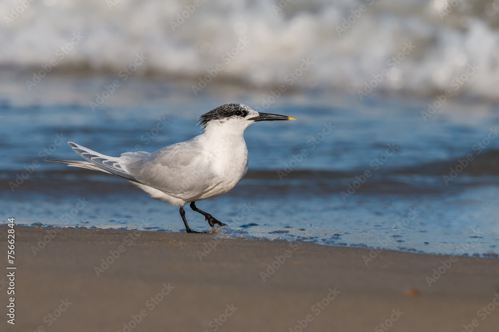 Sandwich tern Sandwich tern