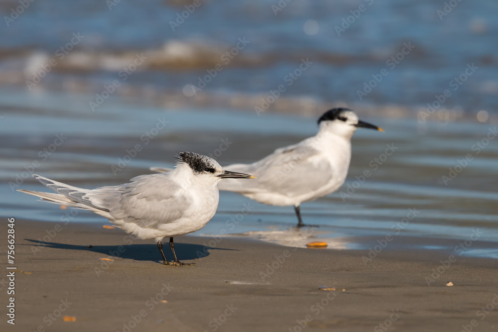 Sandwich tern Sandwich tern