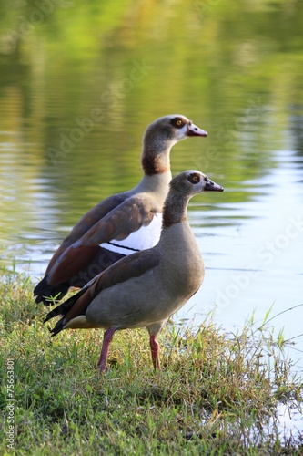 Egyptian Geese couple - Fairchild Gardens