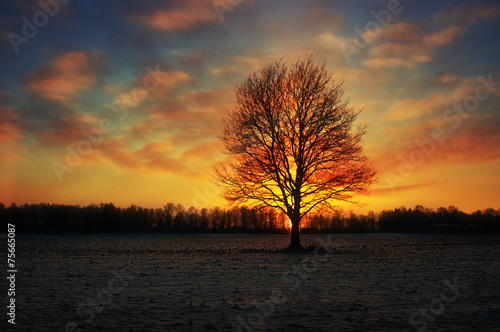 One tree without leaves at sunset in a field