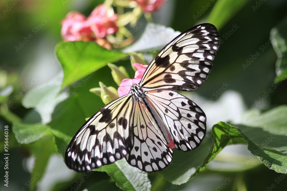 Paper Kite butterfly/Rice Paper - Dorsal view Paper Kite butterfly/Rice Paper - Dorsal view