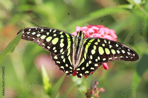 Green Striped Swordtail butterfly - Africa