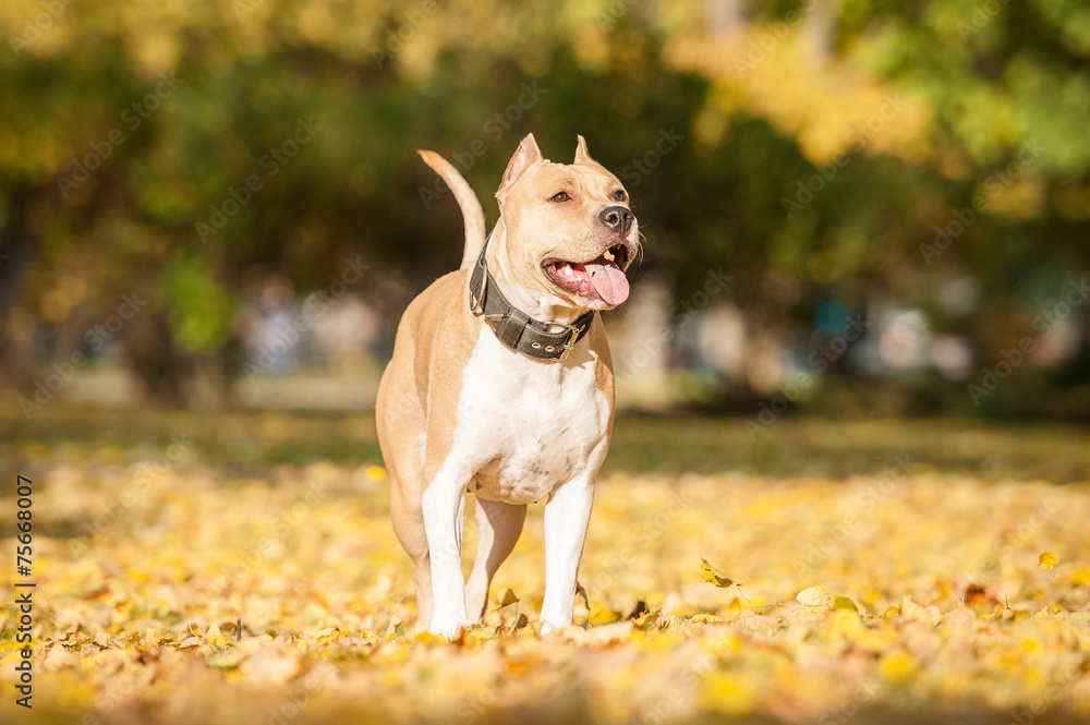 American staffordshire terrier walking in the park in autumn