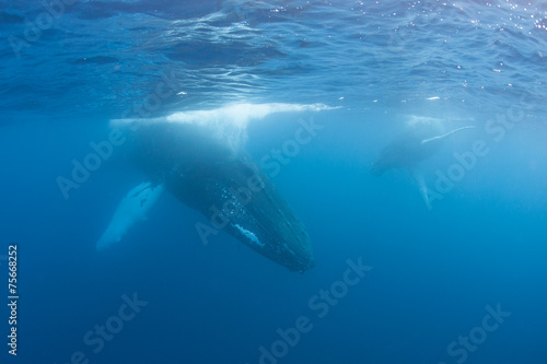 Humpback Whales in Caribbean Sea