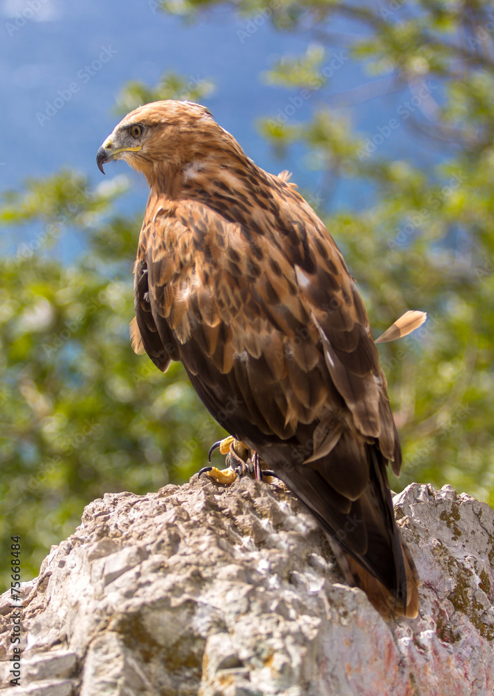 Fototapeta premium A red tailed hawk