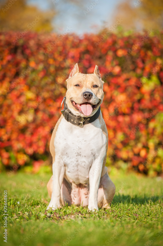 American staffordshire terrier sitting on the lawn in autumn