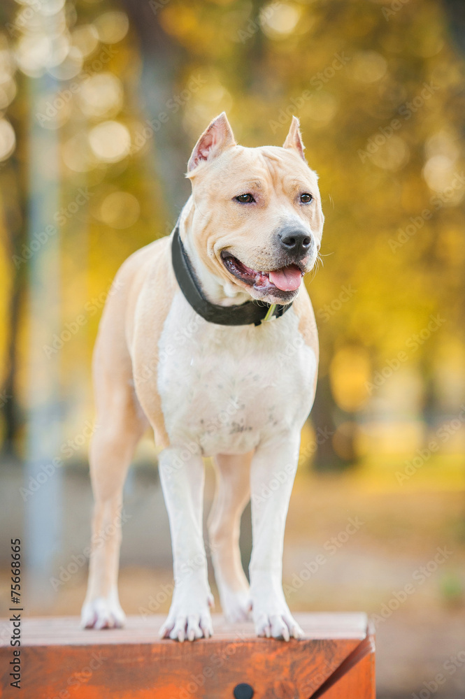 American staffordshire terrier on the walk American staffordshire terrier on the walk