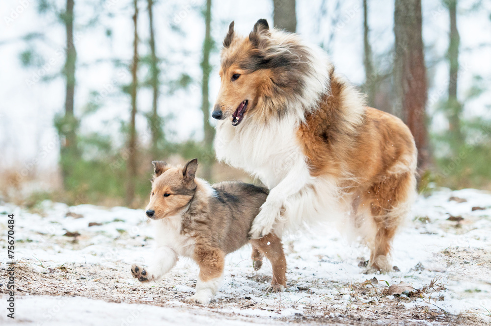 Rough collie mother playing with a puppy in winter