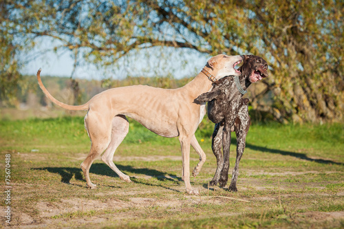 German pointer playing with a greyhound