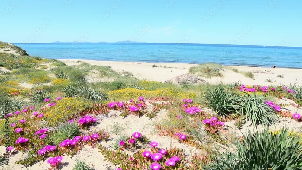 pink flowers in Platamona beach
