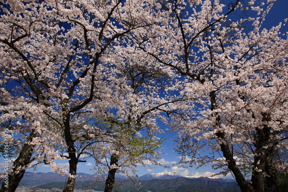 桜と南アルプス