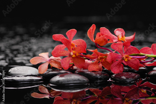 still life with black pebbles and red branch orchid