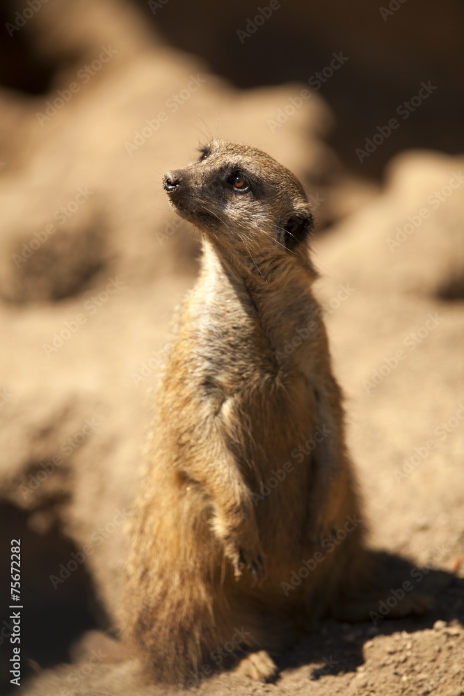 Fototapeta premium Meerkat