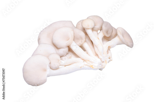 Oyster mushroom on white background