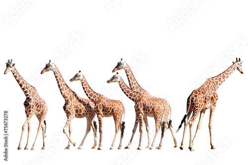 Fototapeta Naklejka Na Ścianę i Meble -  Giraffes Walking Isolated on White