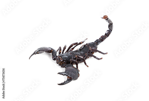 black scorpion isolated on white background