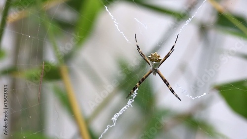 Wallpaper Mural Black and Yellow Argiope spider on web in the garden Torontodigital.ca