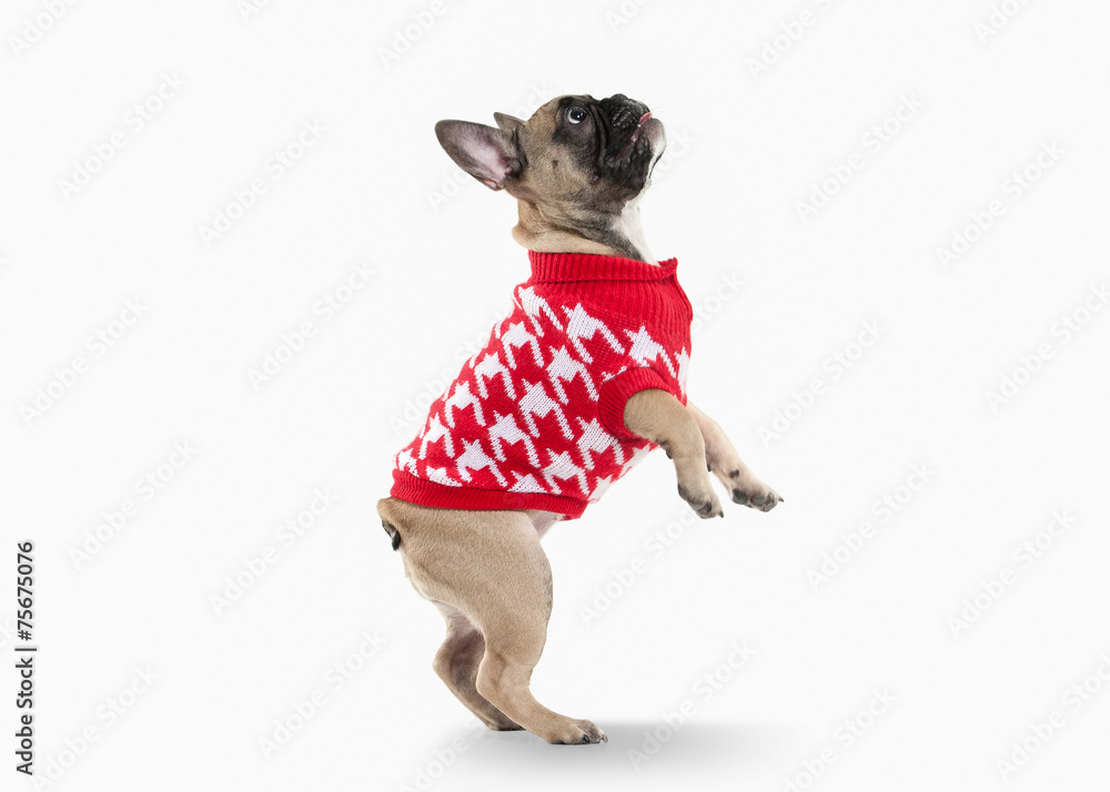 Dog. French bulldog puppy on white background Dog. French bulldog puppy on white background