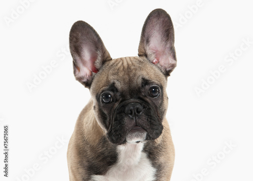 Dog. French bulldog puppy on white background