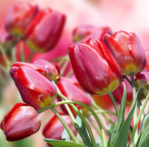 Garden red tulips