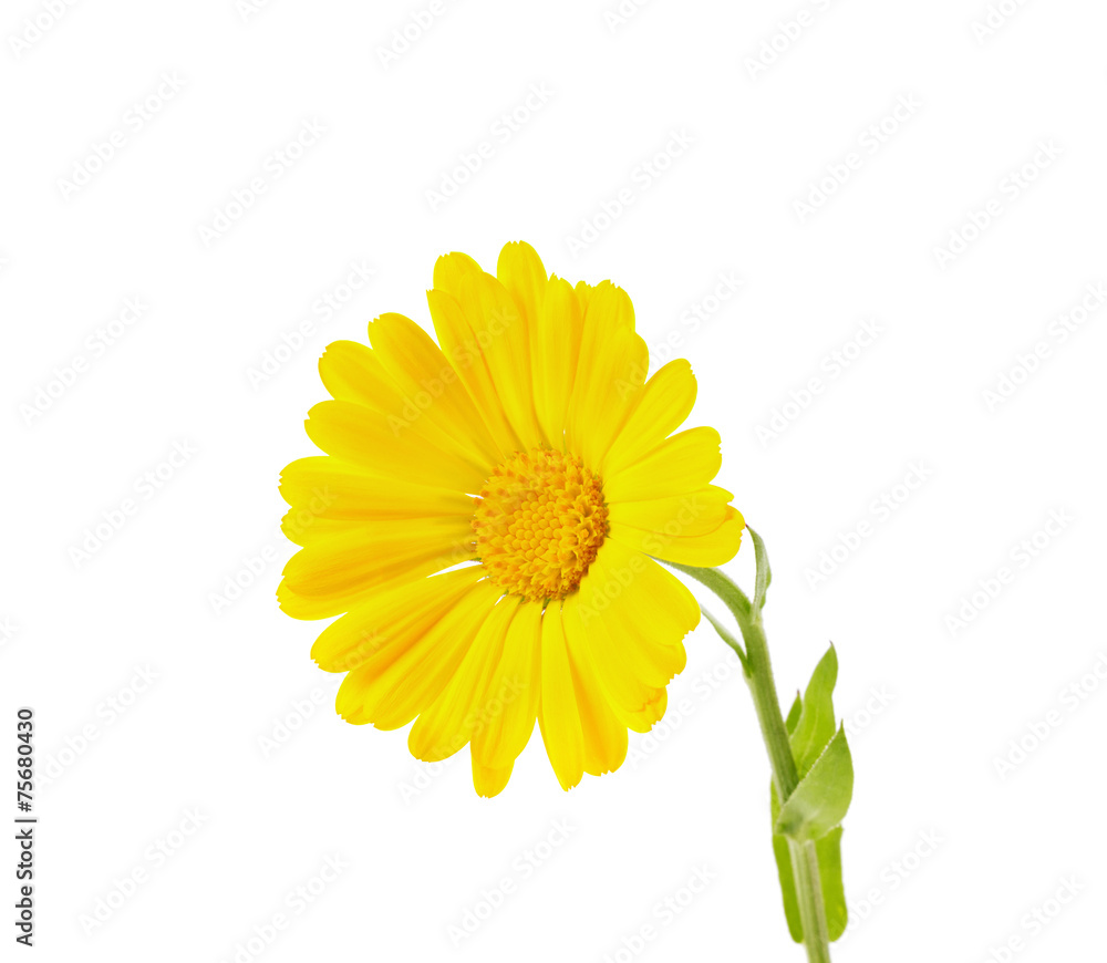 yellow calendula isolated on white background yellow calendula isolated on white background