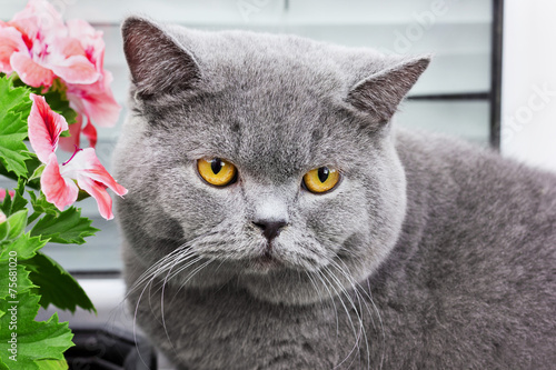 gray british cat with yellow eyes