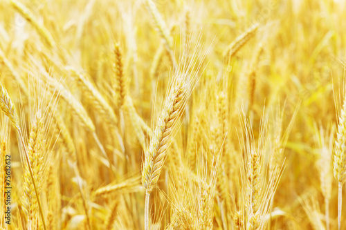 wheat field and wheat ear  natural summer or autumn background