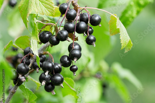 black currant on a branch in the garden