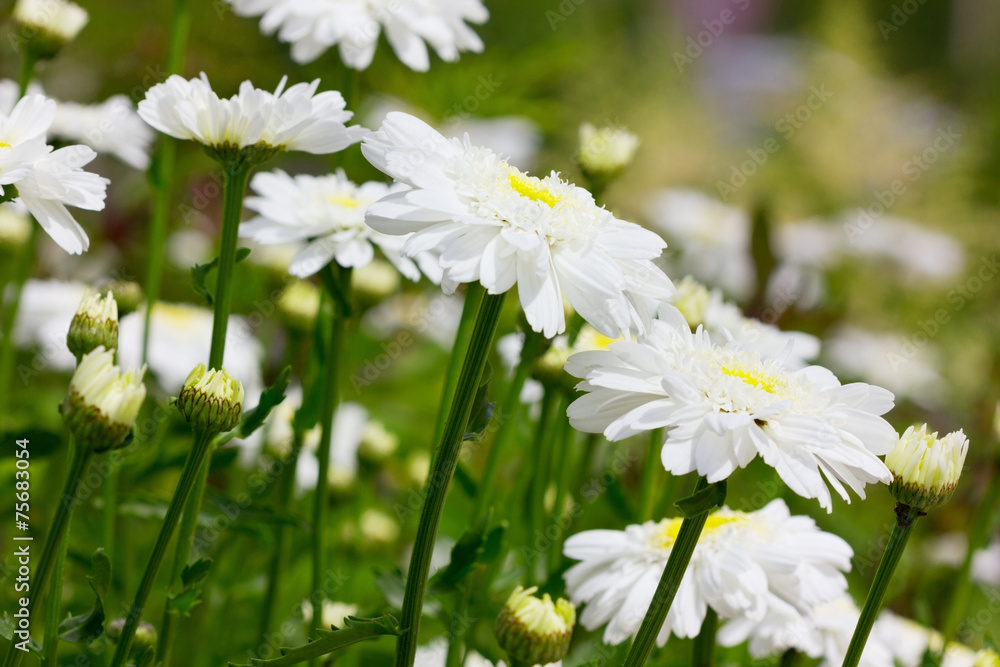 camomile (chrysanthemum) field in summer camomile (chrysanthemum) field in summer