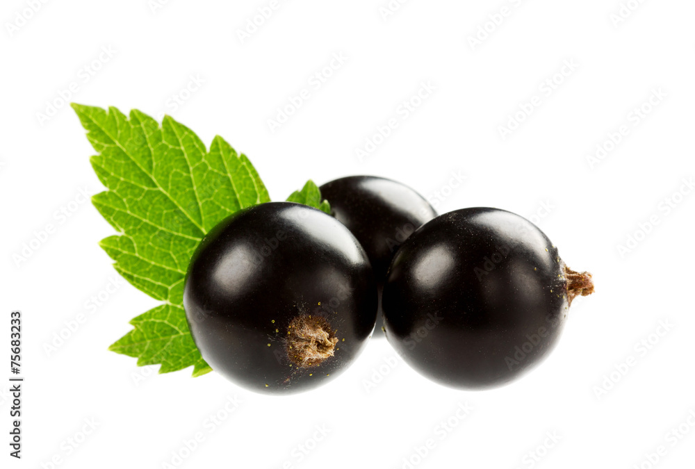 black currant isolated on white background black currant isolated on white background