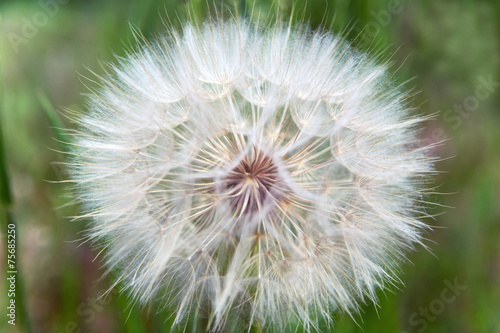 Seeds Tragopogon pratensis