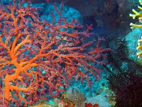 Gorgonian coral, Island Bali, Tulamben