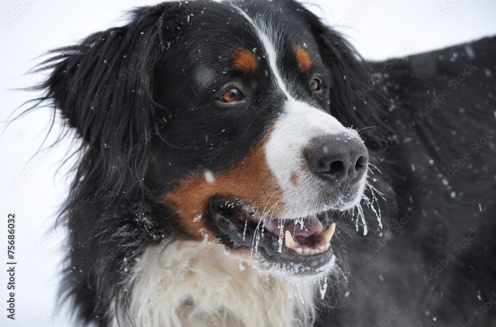 Собака бернский зенненхунд зимой в снегу
