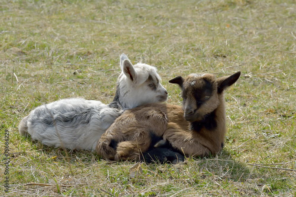 Obraz premium Two cute goatlings outdoors