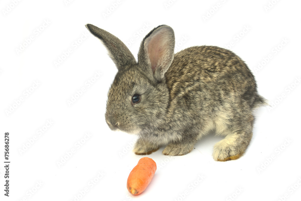 Obraz premium Little rabbit on white background