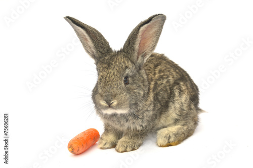 Little rabbit on white background