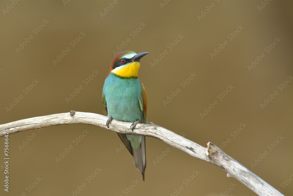 Obraz premium European bee-eater (Merops Apiaster) outdoor