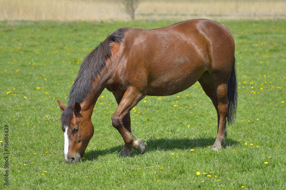 Beautiful horse on the green grass pasture Beautiful horse on the green grass pasture