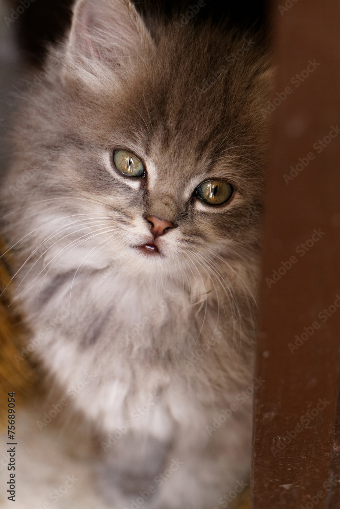 Beautiful grey kitten