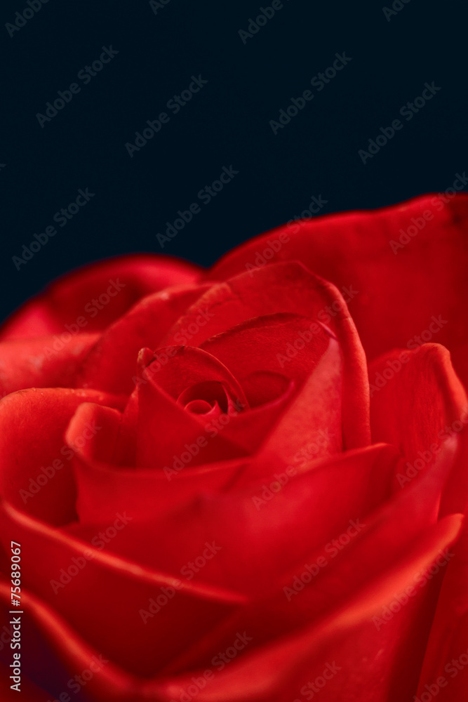 Naklejka premium Beautiful red rose closeup