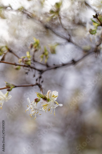 Tree flowering